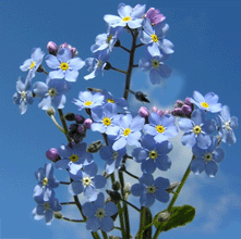 Forget me not!