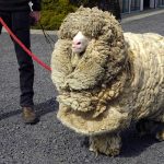 shrek-the-sheep-16